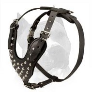 Studded With Pyramids Amstaff Leather Dog Harness