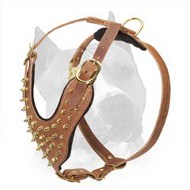 Everyday Amstaff Dog Harness With Spikes