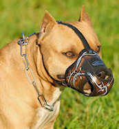 Barbed Wire Painted Leather American Staffordshire Terrier Muzzle