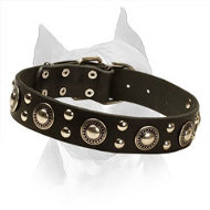 'Rock n Roll' Leather Amstaff Collar with Antique Design