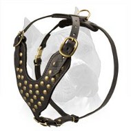 Studded Leather Dog Harness For American Staffordshire Terrier