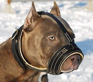 Amstaff padded leather dog muzzle- Pitbull padded muzzle M88