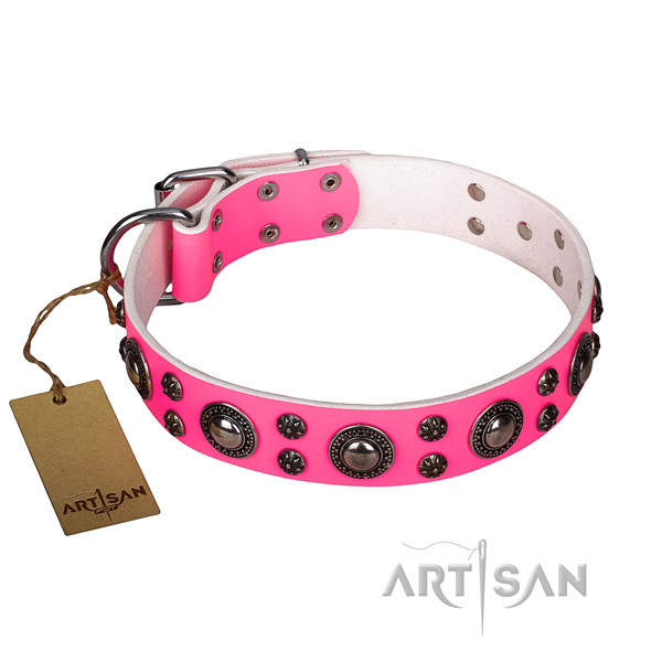 Everyday walking dog collar of finest quality full grain leather with embellishments