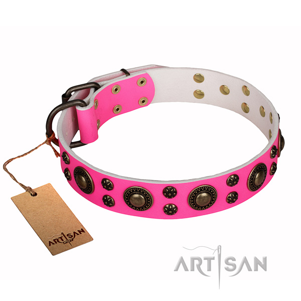 Fancy walking dog collar of strong natural leather with studs