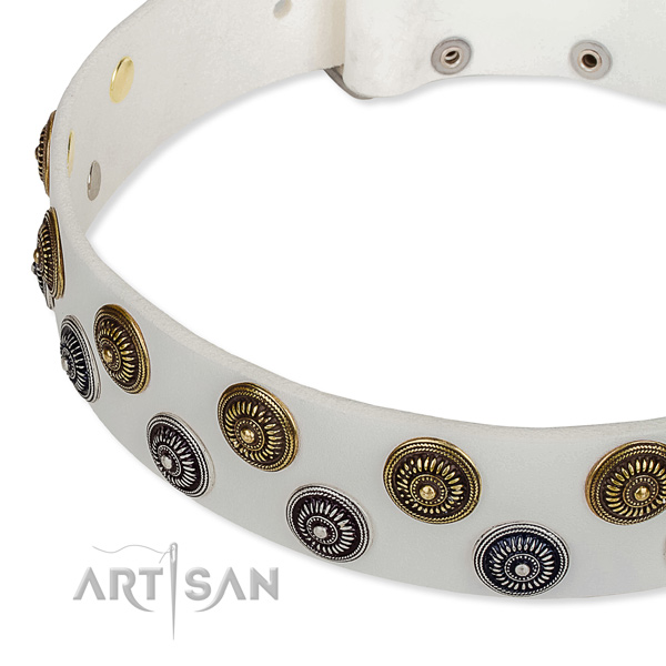 Walking studded dog collar of top quality genuine leather
