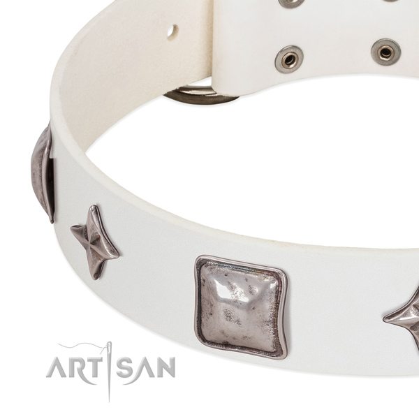 Daily walking full grain leather dog collar with significant studs