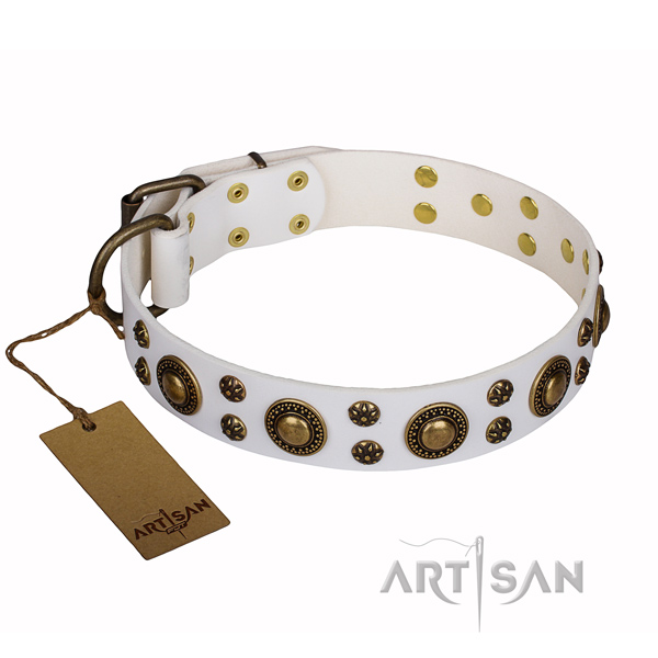 Daily walking dog collar of reliable full grain natural leather with embellishments