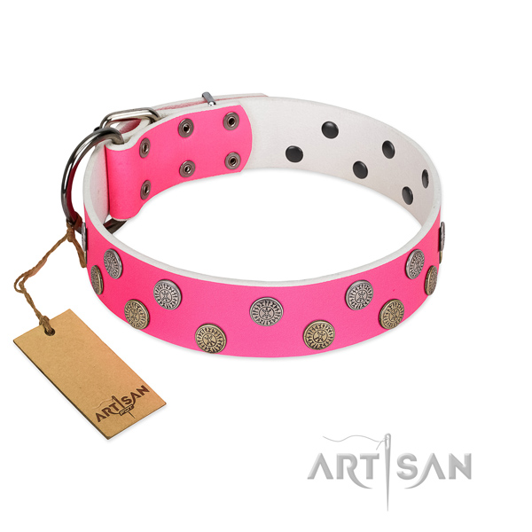 Stylish studs on genuine leather collar for walking your dog