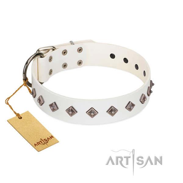 Top notch studs on leather collar for walking your pet