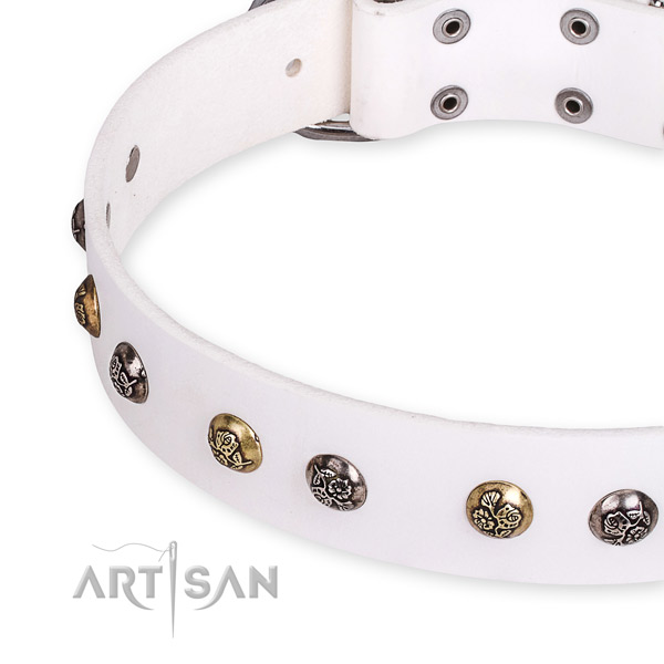 Full grain genuine leather dog collar with exceptional corrosion resistant studs