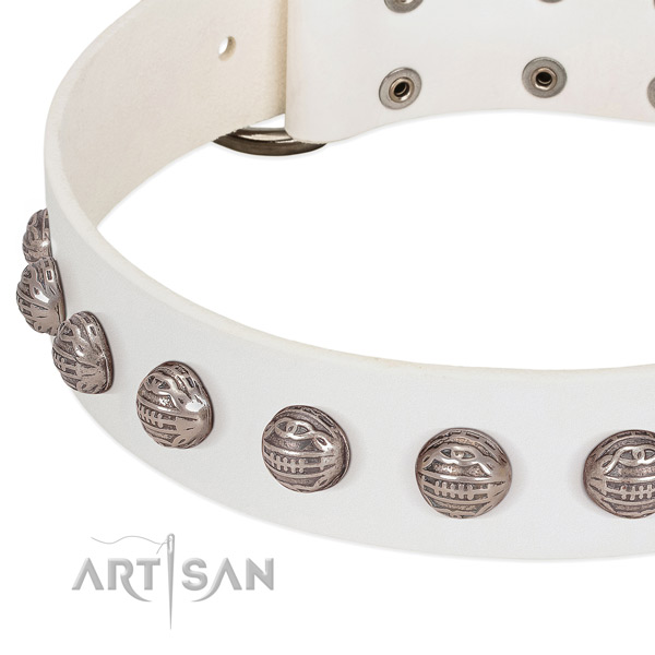 Unusual leather dog collar with rust-proof studs