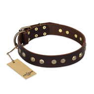 "Bronze Sheen" FDT Artisan Leather Amstaff Collar with Brass-Plated Studs