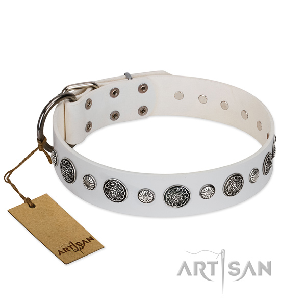 Quality genuine leather dog collar with corrosion resistant fittings