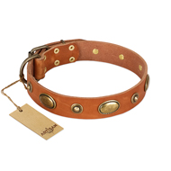 "Visual Magic" FDT Artisan Tan Leather Amstaff Collar for Daily Activities