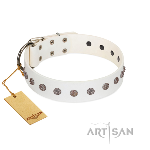 Daily walking full grain natural leather dog collar with top notch adornments