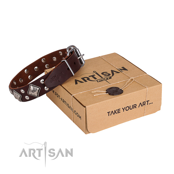 Everyday walking dog collar with Incredible rust-proof embellishments
