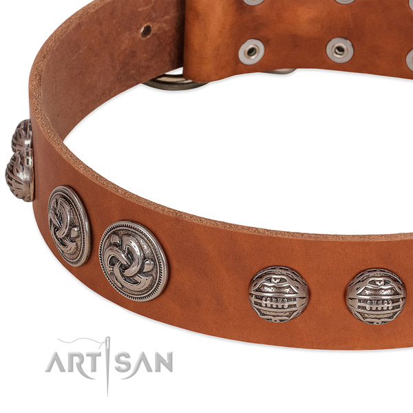 Corrosion proof traditional buckle on full grain leather collar for everyday walking your canine