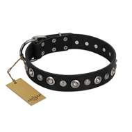 "Genteel Charm" FDT Artisan Black Leather Amstaff Collar with Silver-like Round Conchos