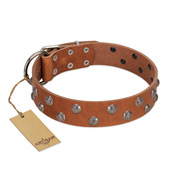 "Waltz of the Flowers" Handmade FDT Artisan Tan Leather Amstaff Collar with Chrome-plated Engraved Studs