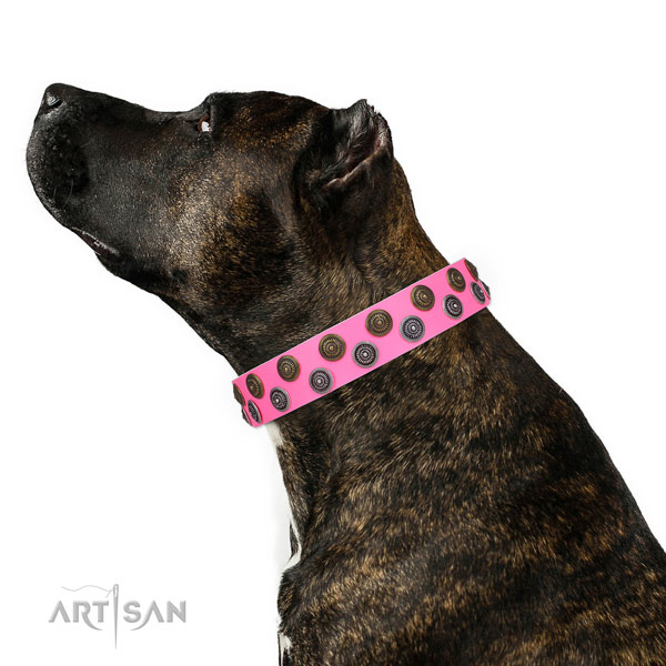 Walking studded dog collar of best quality material