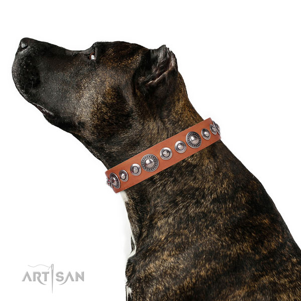 Top notch decorated genuine leather dog collar for everyday walking