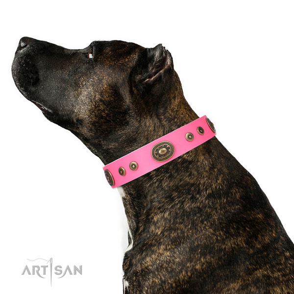 Amazing decorated genuine leather dog collar for everyday walking