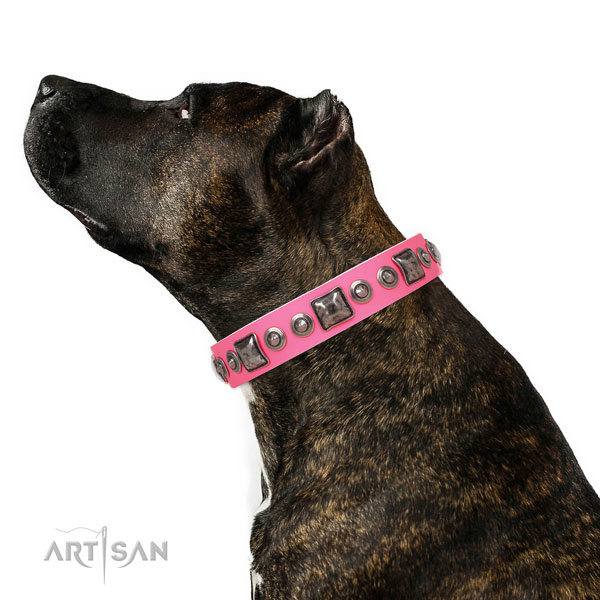 Amazing studded genuine leather dog collar for fancy walking