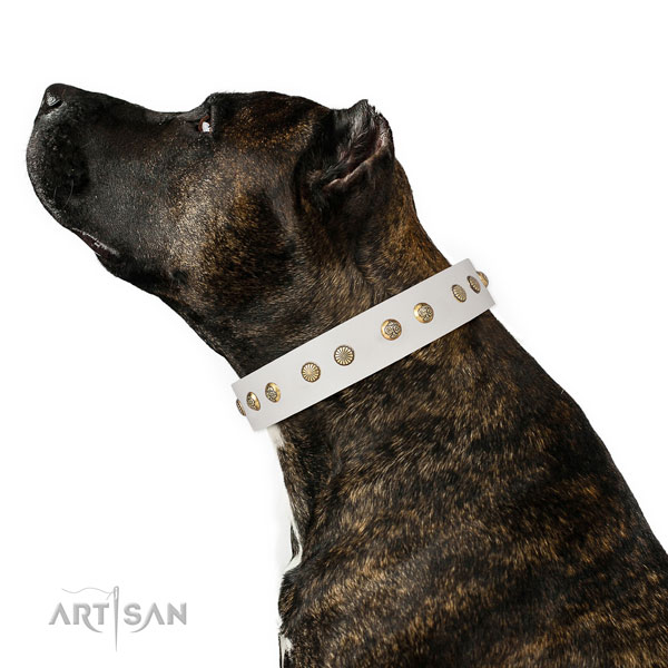 Exceptional decorations on stylish walking full grain leather dog collar