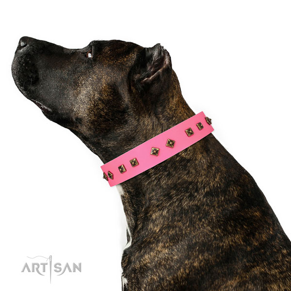 Stylish design embellishments on stylish walking dog collar