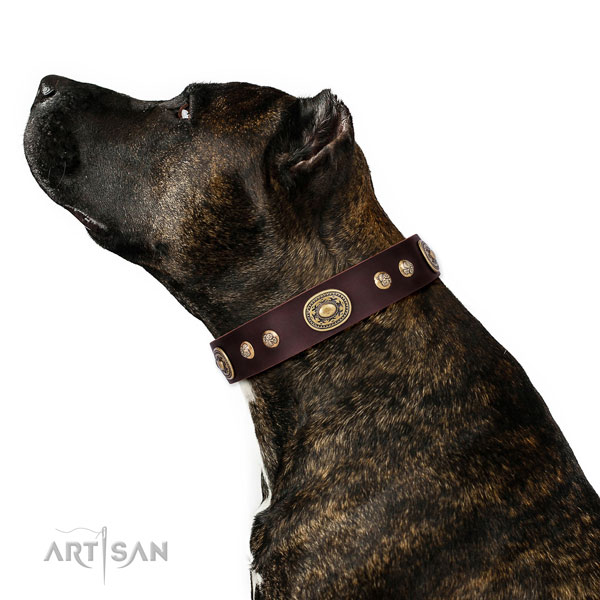 Designer adornments on daily use dog collar