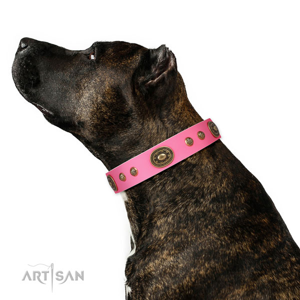 Stylish decorations on comfy wearing dog collar