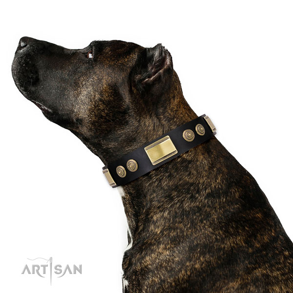Incredible embellishments on comfortable wearing dog collar