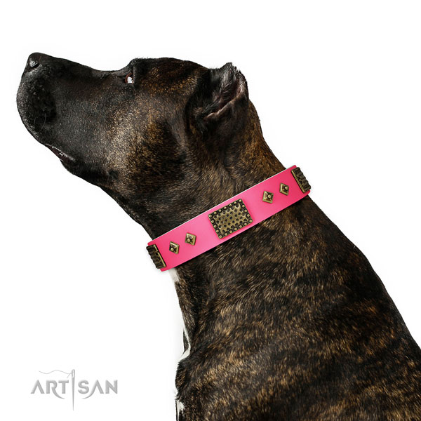 Studded leather collar for your lovely doggie