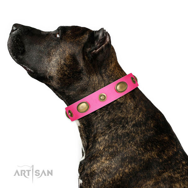 Stylish walking dog collar of genuine leather with unusual studs