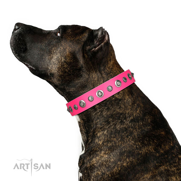 Full grain natural leather collar with rust resistant traditional buckle for your beautiful doggie