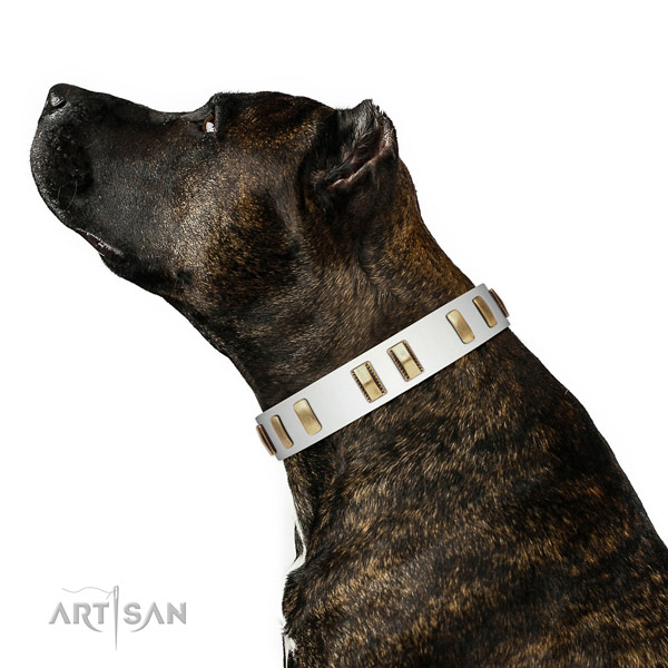 Leather dog collar with trendy adornments for daily use