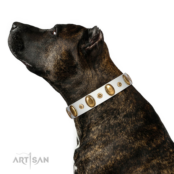 Corrosion proof adornments on top notch full grain genuine leather dog collar
