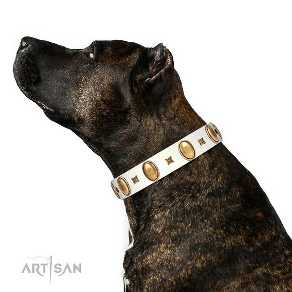Amazing decorated natural leather dog collar of top rate material