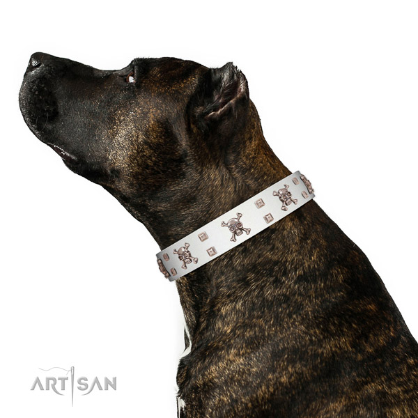 Leather dog collar with riveted elements for safe canine managing