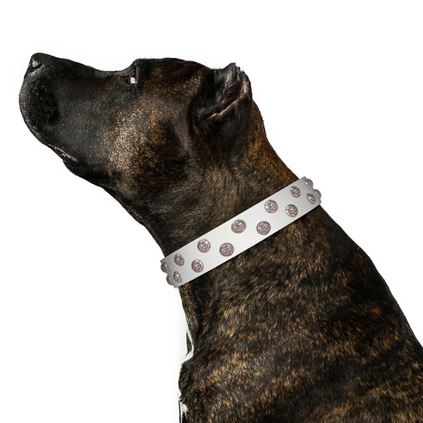 Inimitable leather dog collar with strong hardware