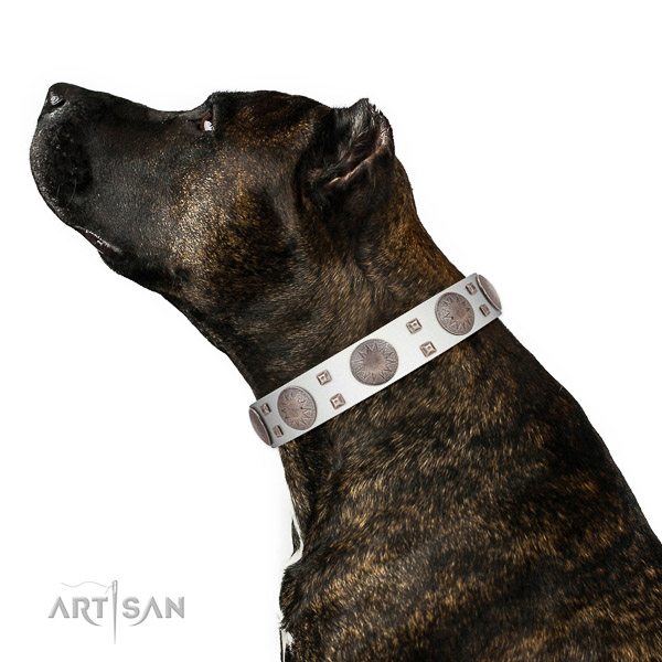Fancy walking quality leather dog collar with embellishments