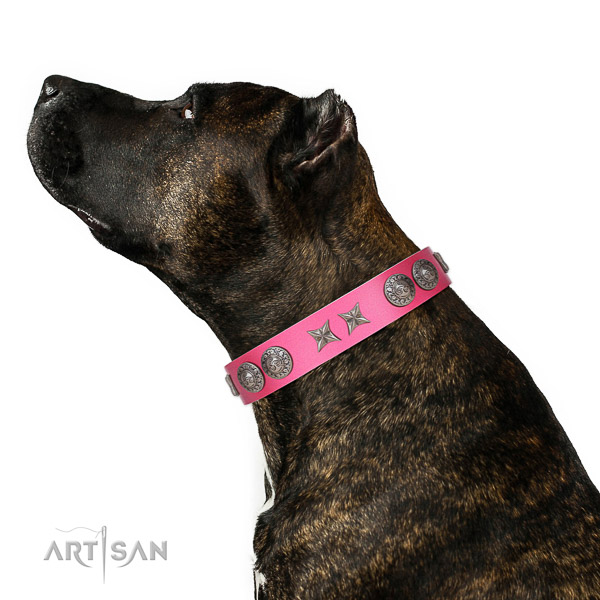 Leather dog collar of flexible material with extraordinary studs