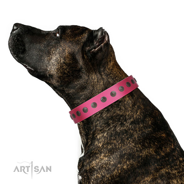 Incredible leather collar for daily use your pet