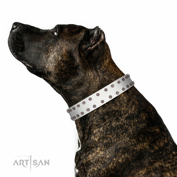 Adorned full grain natural leather collar for daily use your pet