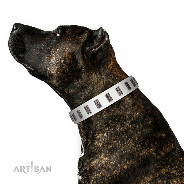 Rust resistant fittings on genuine leather dog collar for daily walking your doggie