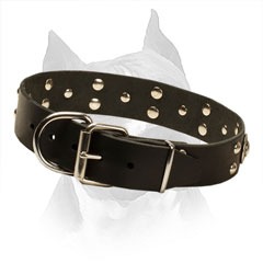 Collar Leather Amstaff Nickel Plated Hardware