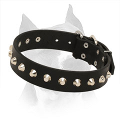 Leather Collar for Amstaff Walking in Style