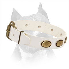 White Leather Collar for Amstaff with Easily Adjustable Brass Hardware