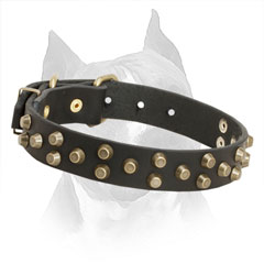 Leather Amstaff Collar with Rust Resistant Cones