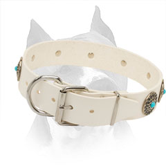 White Leather Collar for Amstaff with Easily Adjustable Hardware